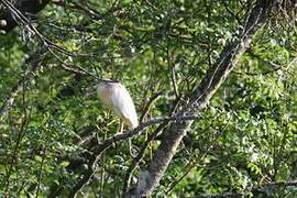 Squacco Heron