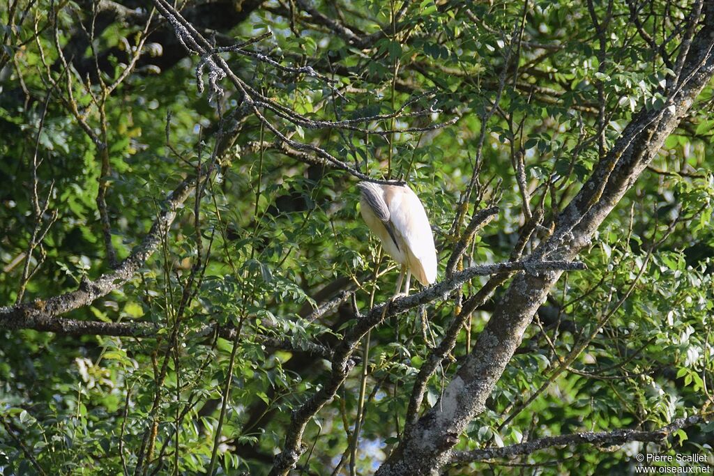 Squacco Heron