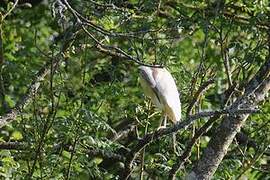 Squacco Heron