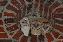 Western Barn Owl