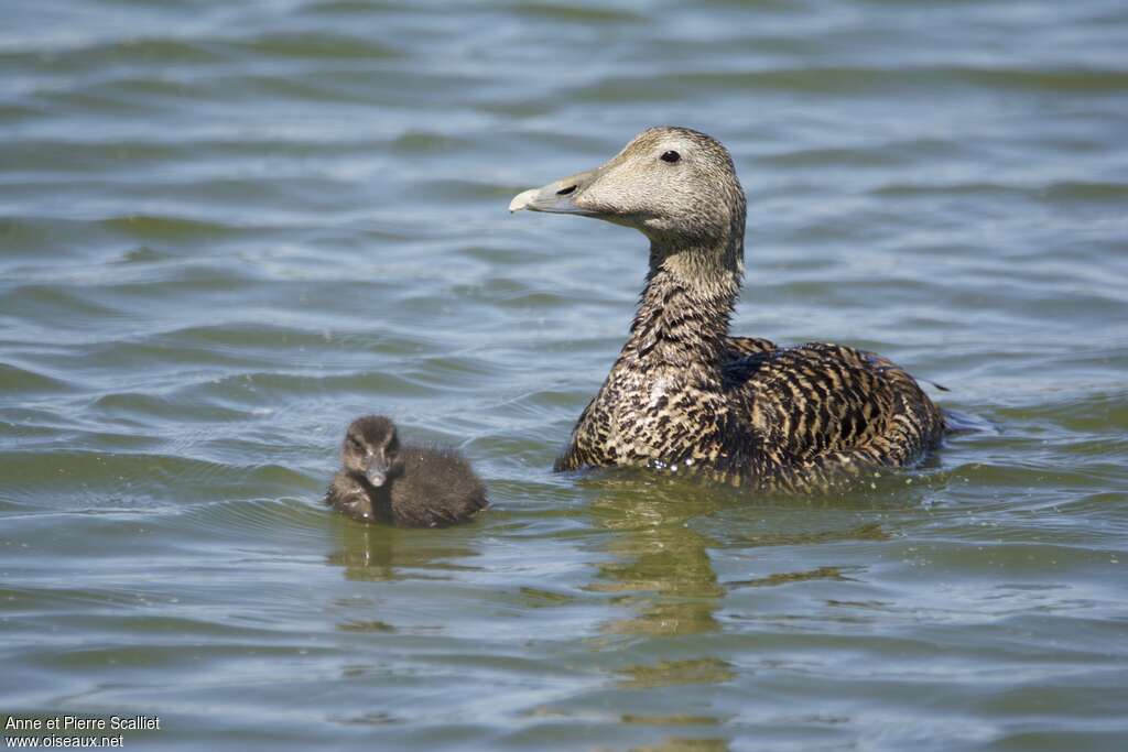 Eider à duvet, Nidification