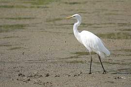 Grande Aigrette