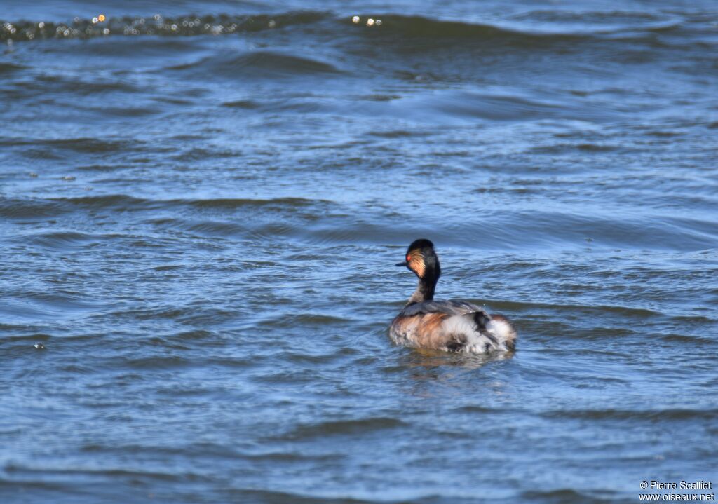 Black-necked Grebe