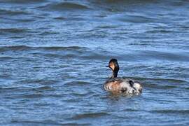 Black-necked Grebe