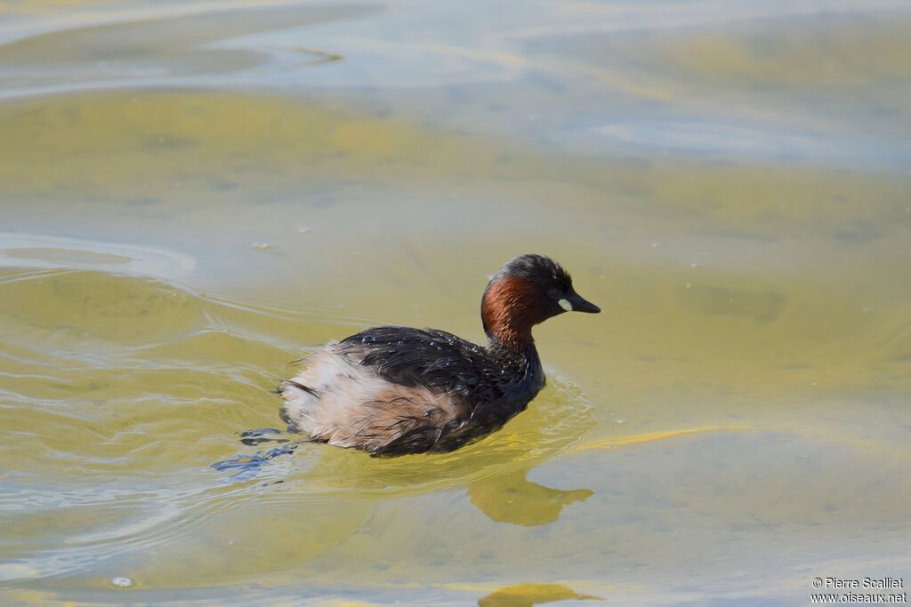 Little Grebe