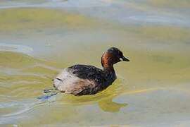 Little Grebe