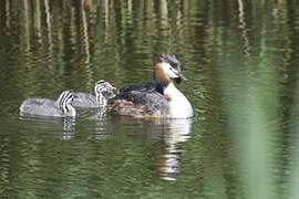 Great Crested Grebe