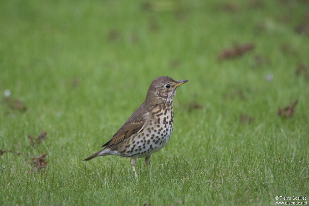 Song Thrush