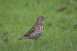 Song Thrush