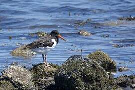 Eurasian Oystercatcher