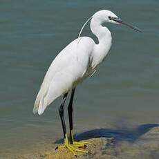 Aigrette garzette