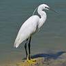 Little Egret