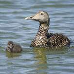 Eider à duvet