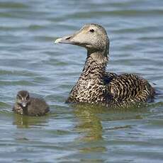 Eider à duvet