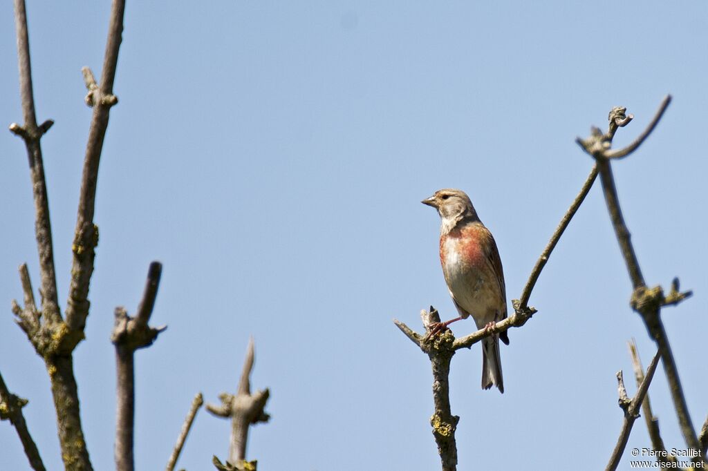 Linotte mélodieuse