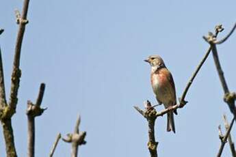 Linotte mélodieuse