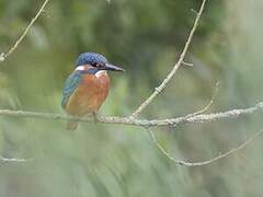 Common Kingfisher