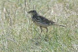 Meadow Pipit