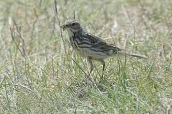 Pipit farlouse