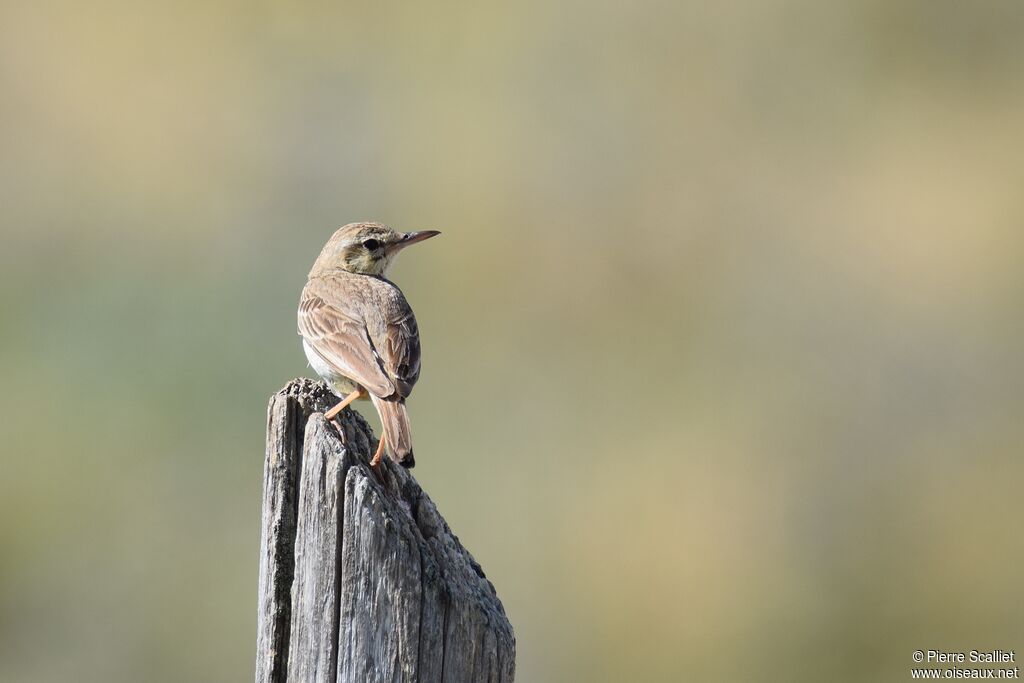 Pipit rousseline