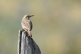 Tawny Pipit