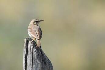 Pipit rousseline