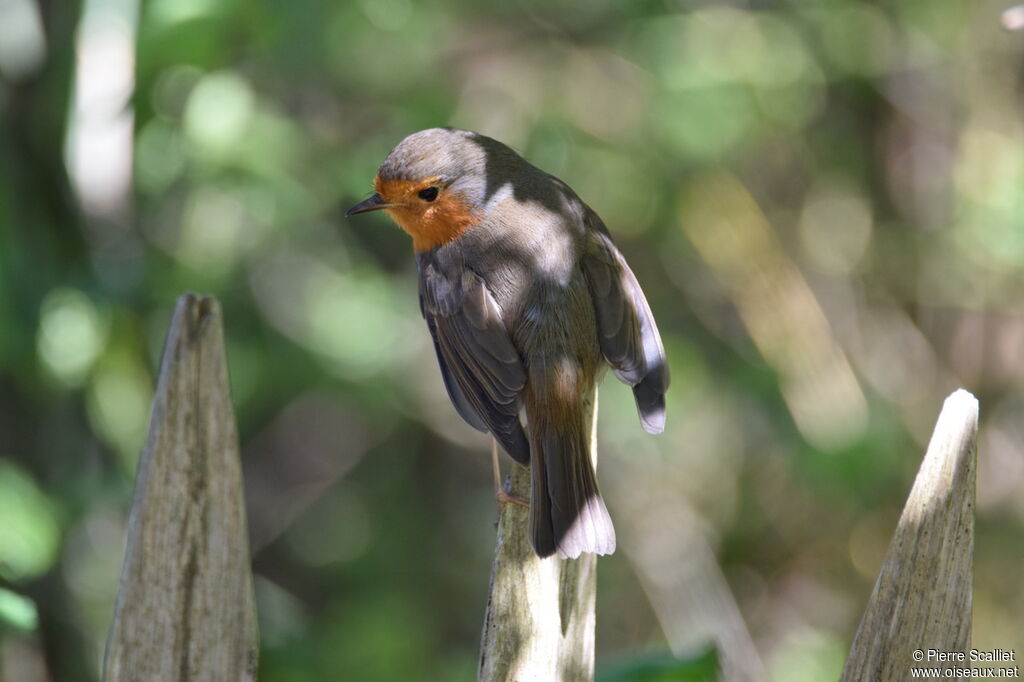 European Robin