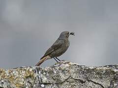 Black Redstart