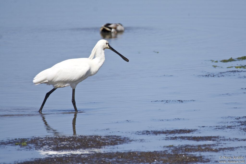 Eurasian Spoonbill