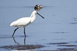 Eurasian Spoonbill