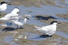 Sandwich Tern