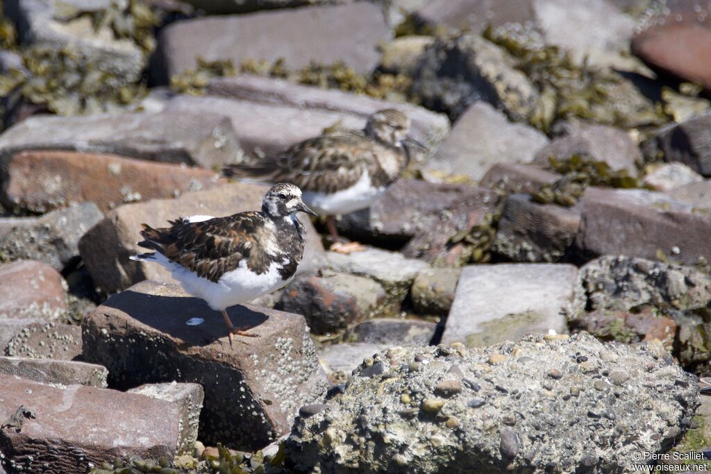 Ruddy Turnstone