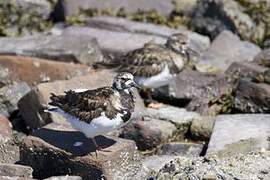 Ruddy Turnstone