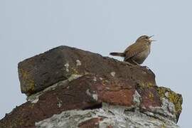 Eurasian Wren