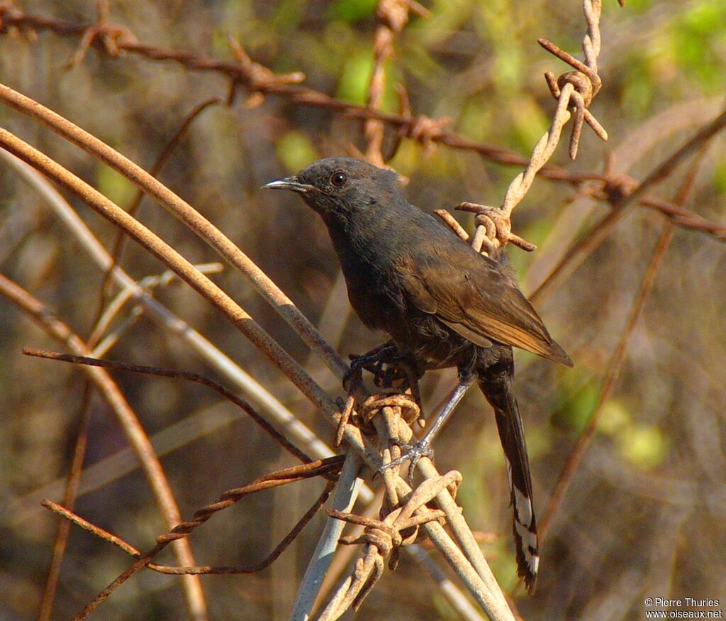 Black Scrub Robin