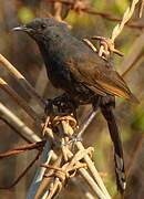 Black Scrub Robin