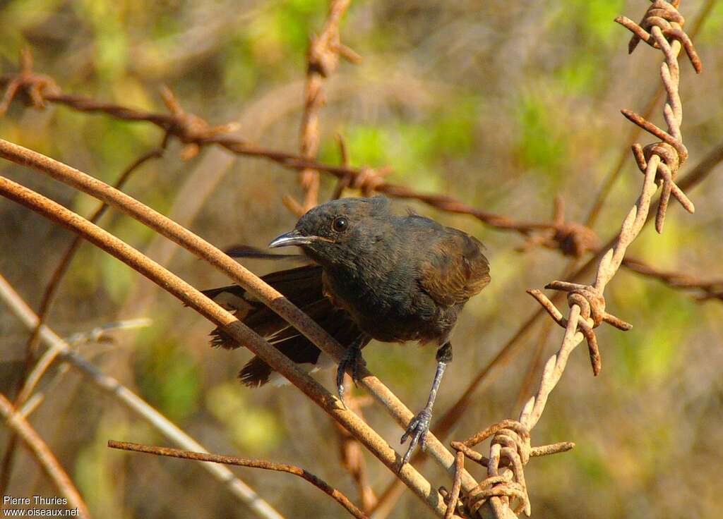 Black Scrub Robinadult