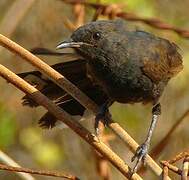 Black Scrub Robin