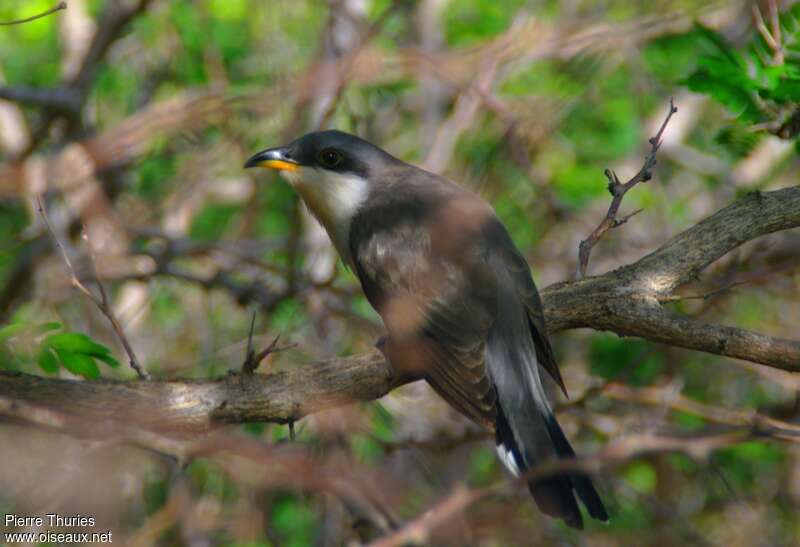 Yellow-billed Cuckoo