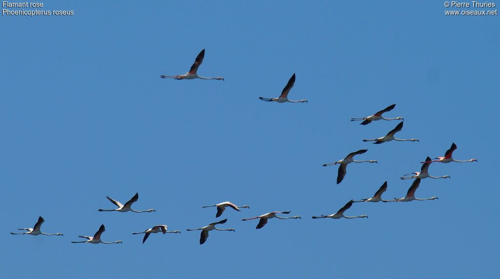 Greater Flamingo