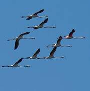 Greater Flamingo