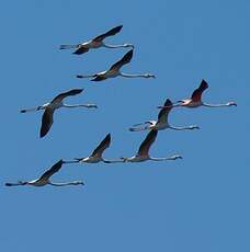 Flamant rose