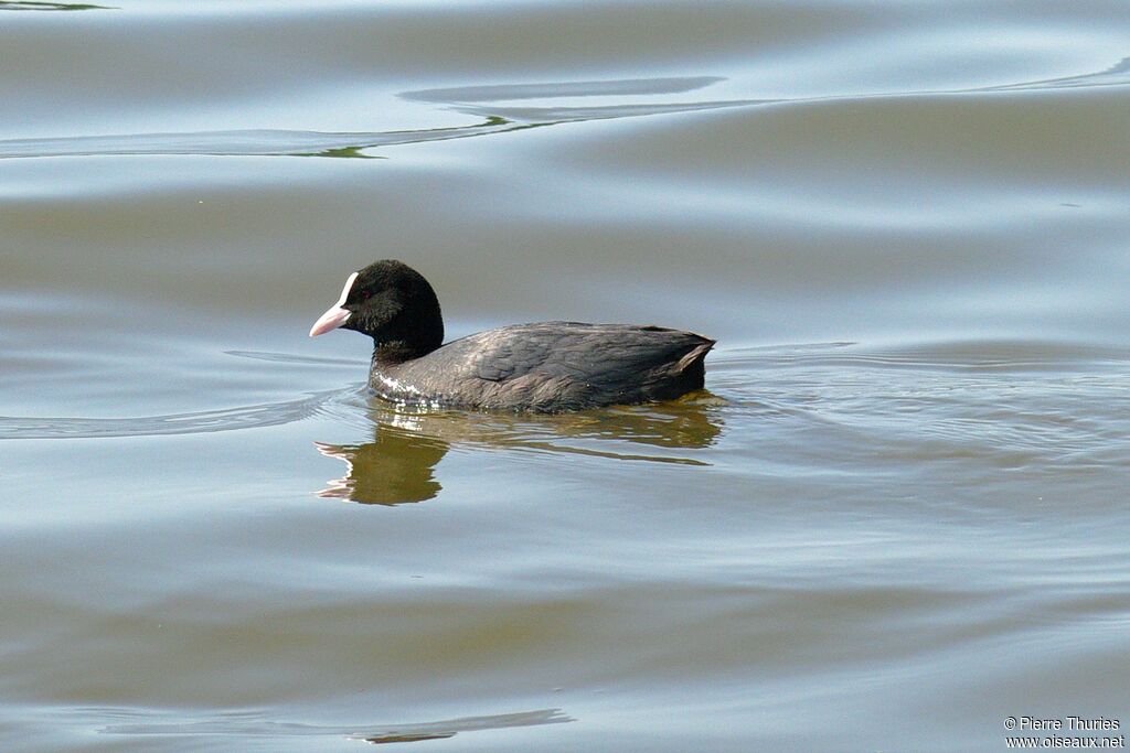 Eurasian Cootadult