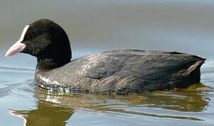 Eurasian Coot