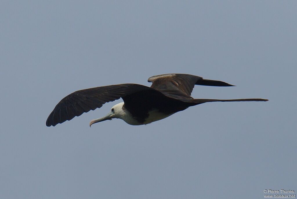 Magnificent Frigatebird female adult