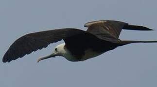 Magnificent Frigatebird