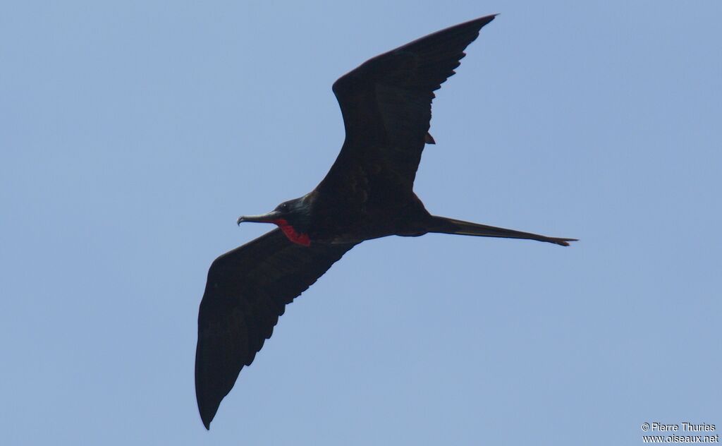 Magnificent Frigatebird male adult