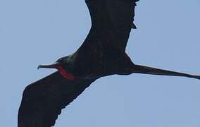 Magnificent Frigatebird