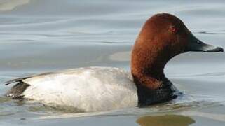 Common Pochard