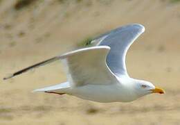 European Herring Gull